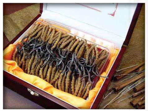 银海冬虫夏草回收